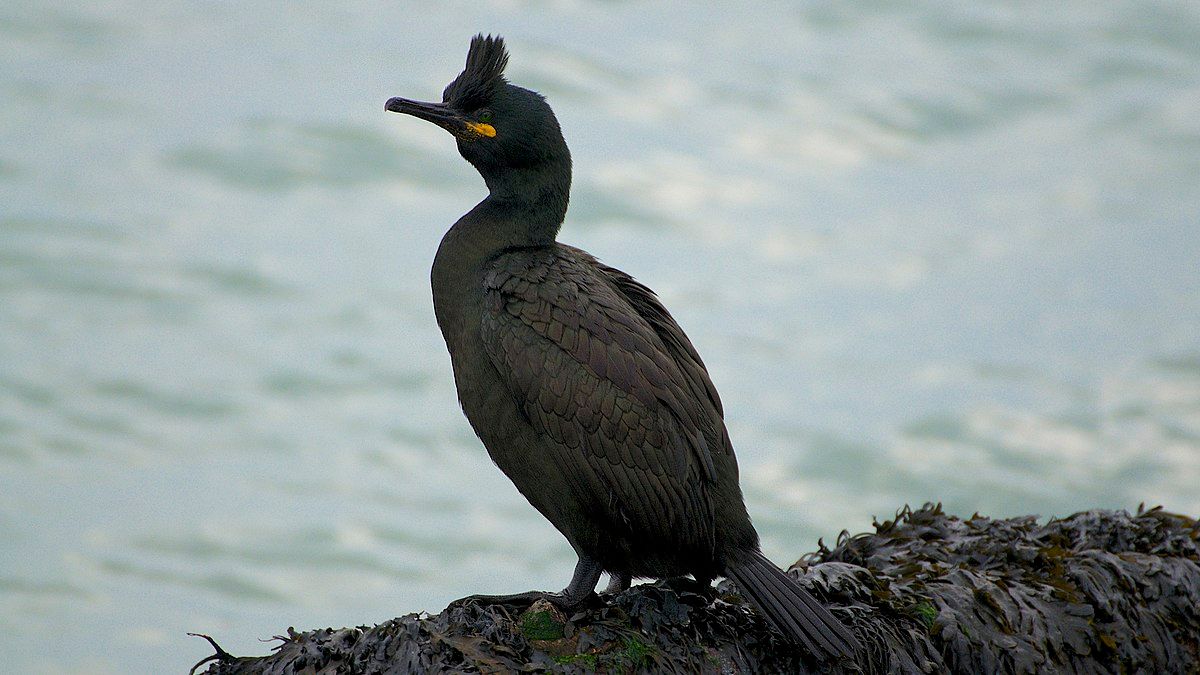 1200px-Shag_at_Brownsea_Isalnd_(8501110738).jpg